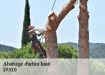 Abattage d'arbre haut 19310