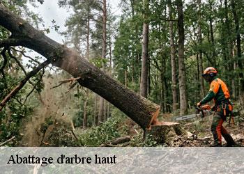 Abattage d'arbre haut  19330