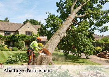Abattage d'arbre haut 19360