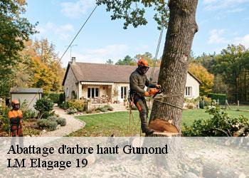 Abattage d'arbre haut 19320