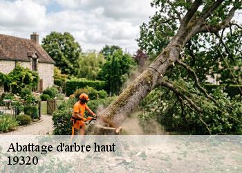 Abattage d'arbre haut 19320