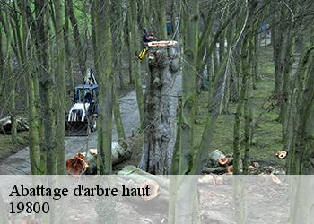 Abattage d'arbre haut 19800