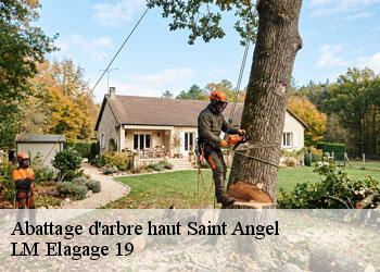 Abattage d'arbre haut 19200