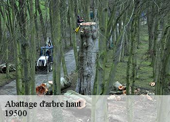 Abattage d'arbre haut  19500