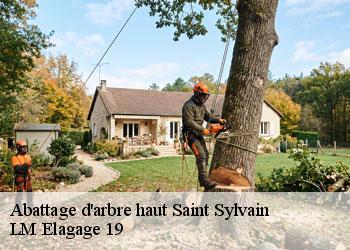 Abattage d'arbre haut 19380