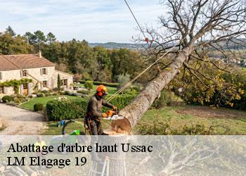 Abattage d'arbre haut 19270