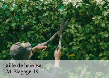 Taille de haie 19800