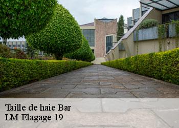 Taille de haie 19800