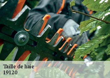 Taille de haie 19120