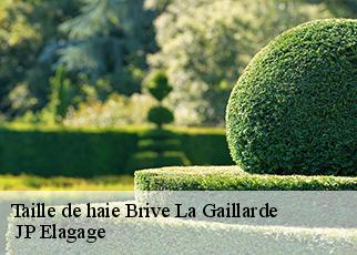 Taille de haie  brive-la-gaillarde-19100  JP Elagage