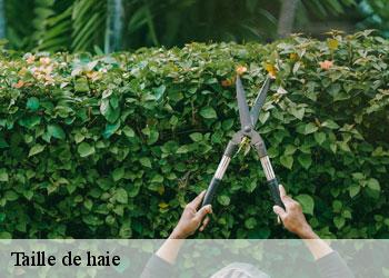 Taille de haie 19320
