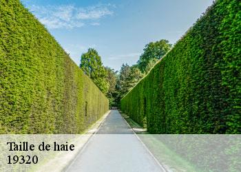 Taille de haie 19320