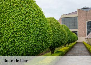 Taille de haie 19320