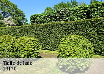 Taille de haie 19170