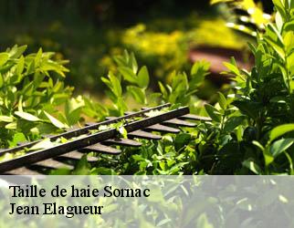 Taille de haie  sornac-19290 Jean Elagueur