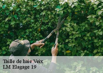 Taille de haie  19260