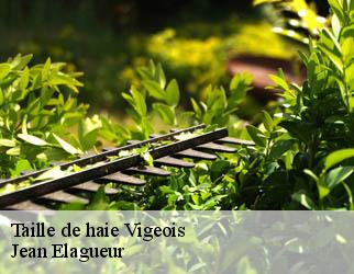 Taille de haie vigeois-19410 Jean Elagueur
