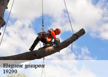 Elagueur grimpeur 19290
