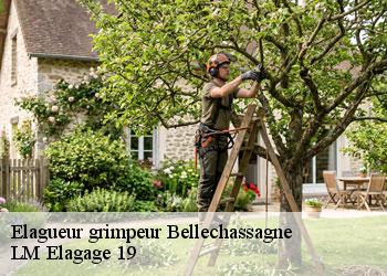 Elagueur grimpeur  19290