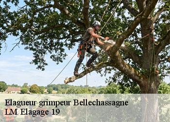 Elagueur grimpeur  19290