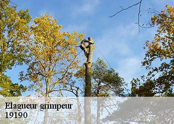 Elagueur grimpeur  19190