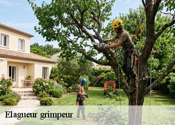 Elagueur grimpeur 19430