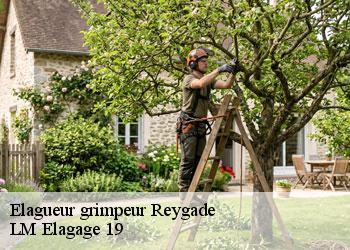 Elagueur grimpeur  19430