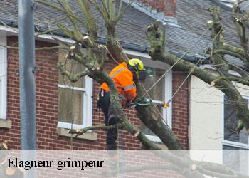 Elagueur grimpeur  19430