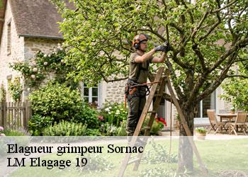 Elagueur grimpeur 19290