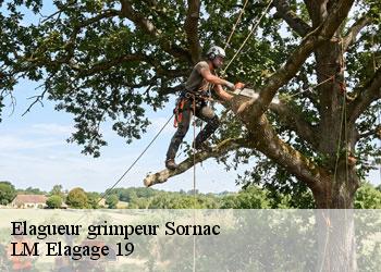 Elagueur grimpeur 19290