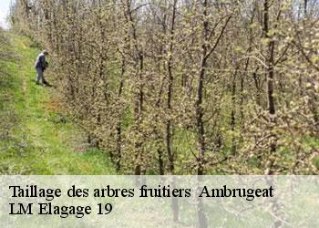 Taillage des arbres fruitiers   19250