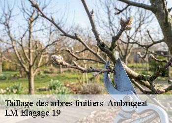 Taillage des arbres fruitiers   19250
