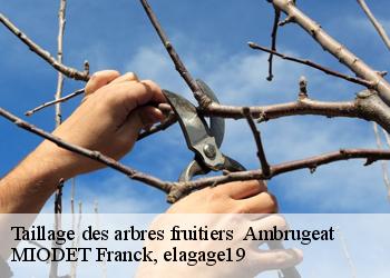 Taillage des arbres fruitiers   ambrugeat-19250 MIODET Franck, elagage19