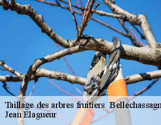 Taillage des arbres fruitiers bellechassagne-19290 Jean Elagueur