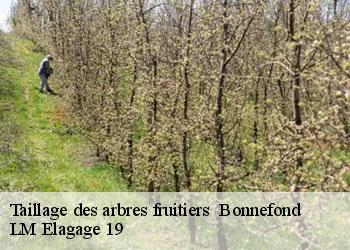 Taillage des arbres fruitiers 19170