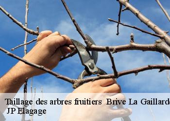 Taillage des arbres fruitiers   brive-la-gaillarde-19100  JP Elagage