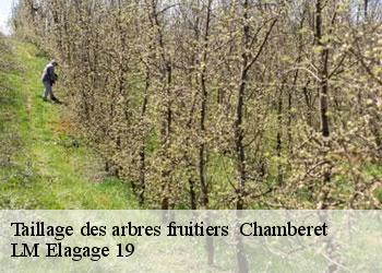 Taillage des arbres fruitiers 19370
