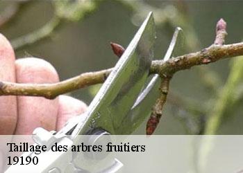 Taillage des arbres fruitiers   19190