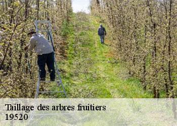 Taillage des arbres fruitiers   19520