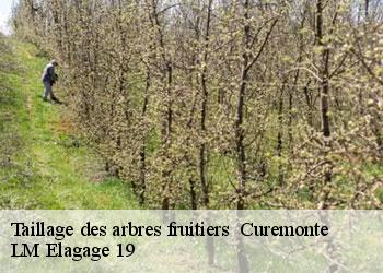 Taillage des arbres fruitiers 19500