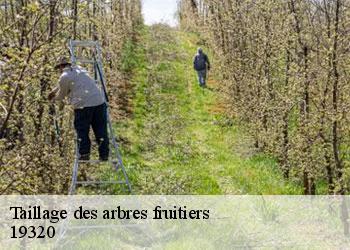 Taillage des arbres fruitiers 19320