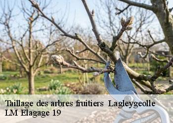 Taillage des arbres fruitiers   19500