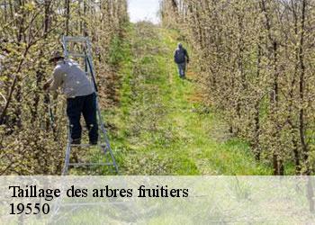 Taillage des arbres fruitiers   19550