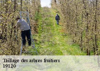 Taillage des arbres fruitiers   19120