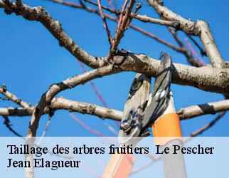 Taillage des arbres fruitiers le-pescher-19190 Jean Elagueur