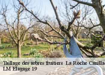 Taillage des arbres fruitiers 19320