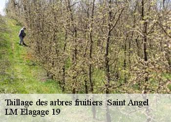 Taillage des arbres fruitiers 19200
