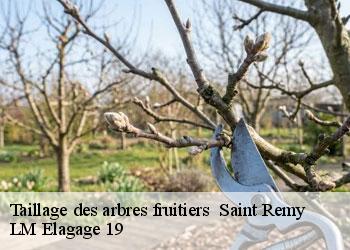 Taillage des arbres fruitiers 19290
