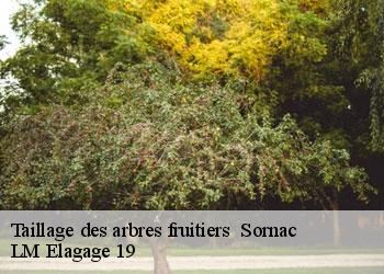 Taillage des arbres fruitiers sornac-19290 LM Elagage 19