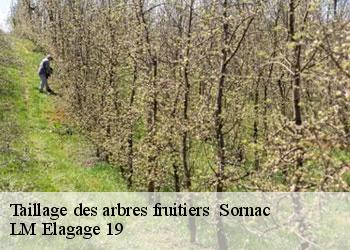 Taillage des arbres fruitiers 19290